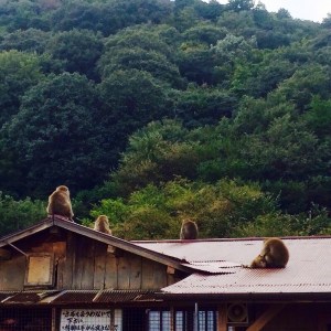 Kyoto Monkey Park