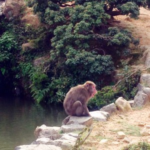 Kyoto Monkey Park