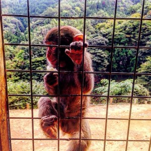 Kyoto Monkey Park