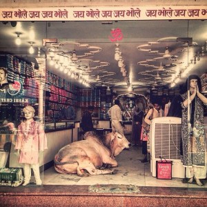 Varanasi Cow in Shop