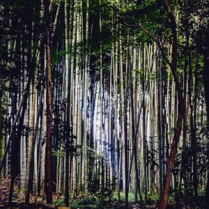Kyoto Bamboo Forest