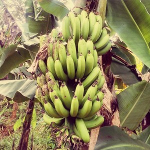 Kerala Poetree Eco Resort