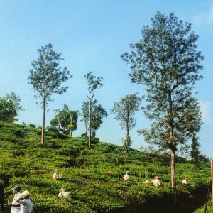 Kerala Thekkady Tea Plantations