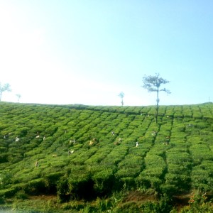 Thekkady Tea Plantations