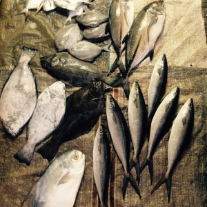 Kerala Fort Cochin Fish