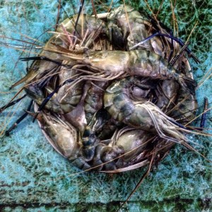 Kerala Fort Cochin Prawns