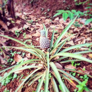 Kerala Poetree Eco Resort