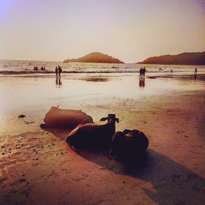 Palolem Sunbathign Cows