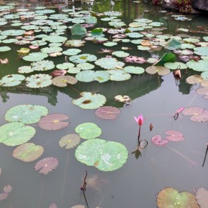 Hue Imperial City Lilypond
