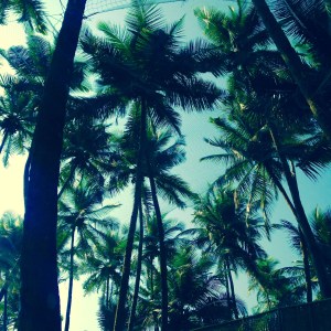 Palolem Beach Palm Trees Goa